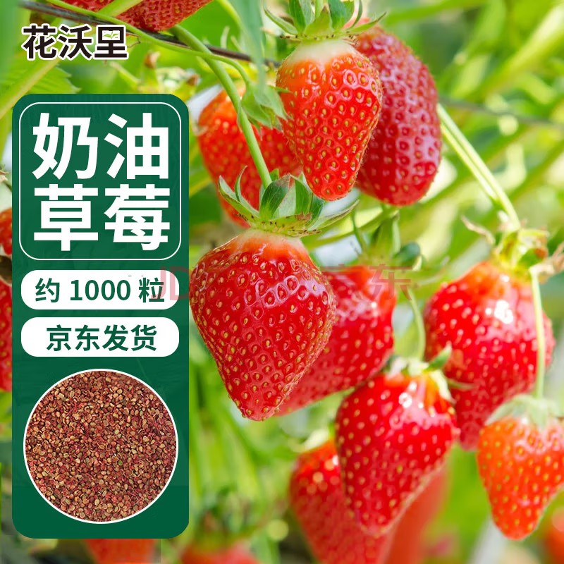 沃里奶油红草莓种子1000粒