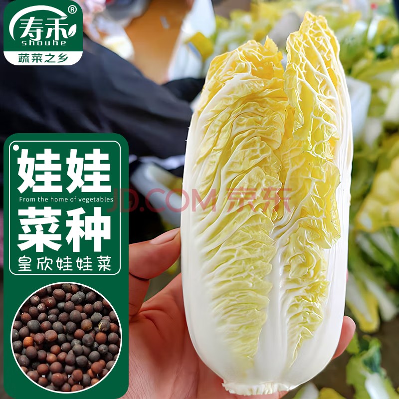 娃娃菜种苗黄心白菜青菜蔬菜种子1