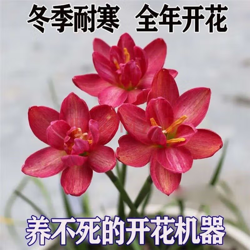 花e流风雨兰种球韭兰葱兰花多年生花苗