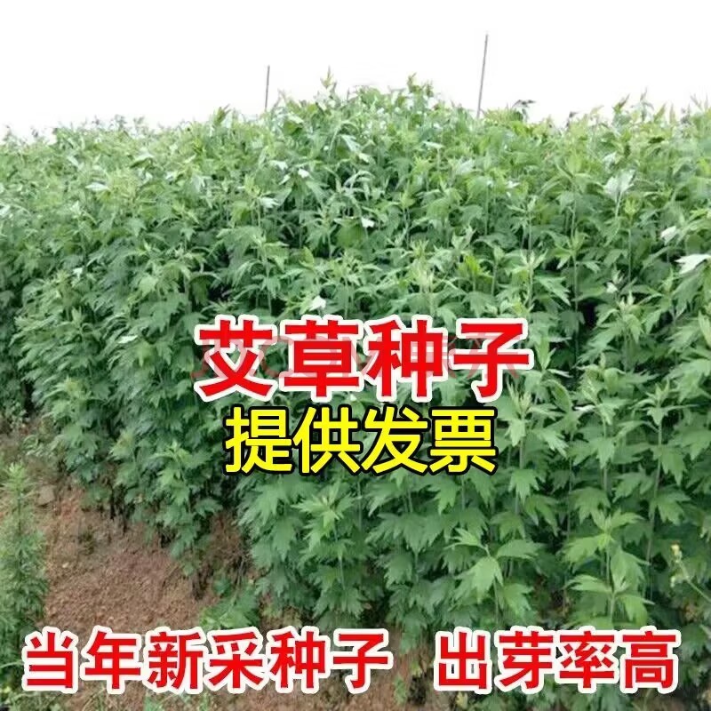 语安艾叶靳艾草种子野生香艾草苗食用青团