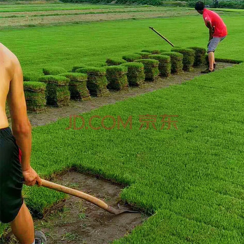 秋之果香 真草坪草皮带泥土耐寒庭院