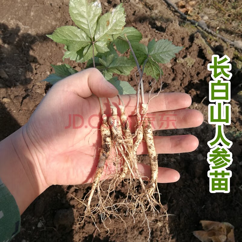 花支蕊室内盆栽人参苗 苗庭院种植洋人参