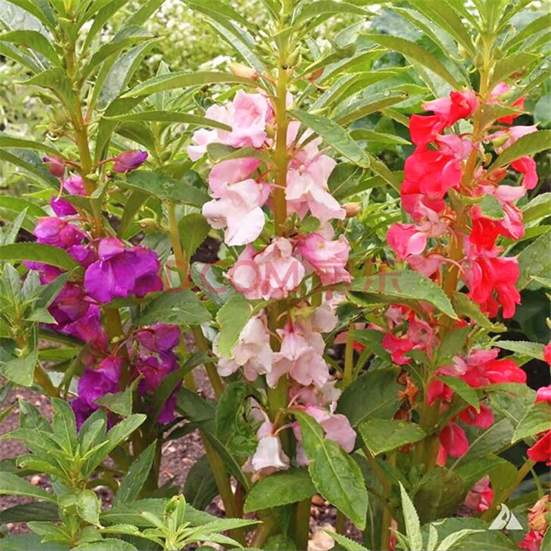 蝶沾花四季种易活花种子野花组合