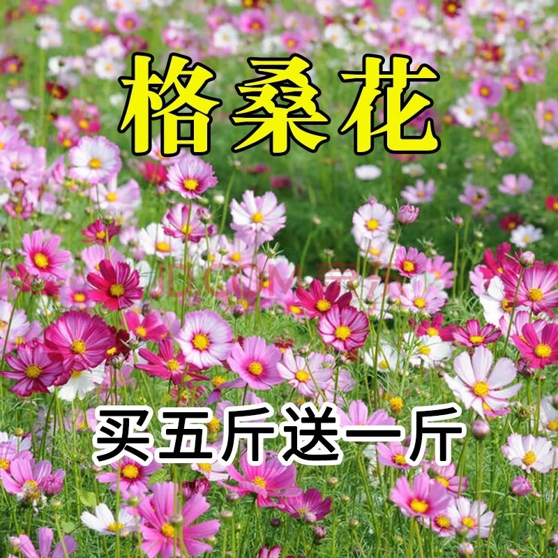 格桑花种籽子波斯菊种子四季种植