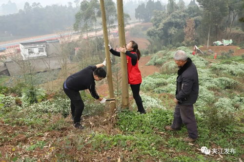 巨桉种子（巨桉种子的奇妙之旅）