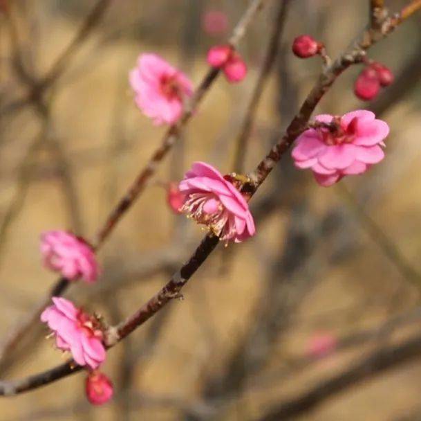 梅花树种子（梅花树种子的传播机制及其生态影响研究）