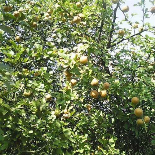 橙子种苗（橙子种苗：培育技术与市场前景）